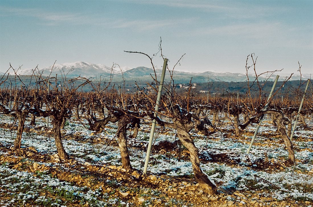 Ardèche, vignes en hiver sous une fine couche de neige,non encore taillées, montagnes enneigées en fond, Tanargue, ciel lumineux ambiance bleutée 